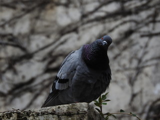 Pigeon 2