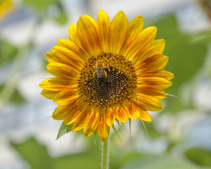 Sunflowers in bloom, downtown Washington, DC