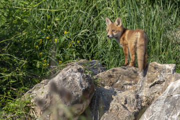 junger Rotfuchs auf großen Steinen