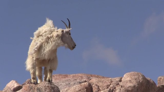 Mountain Goats in Colorado