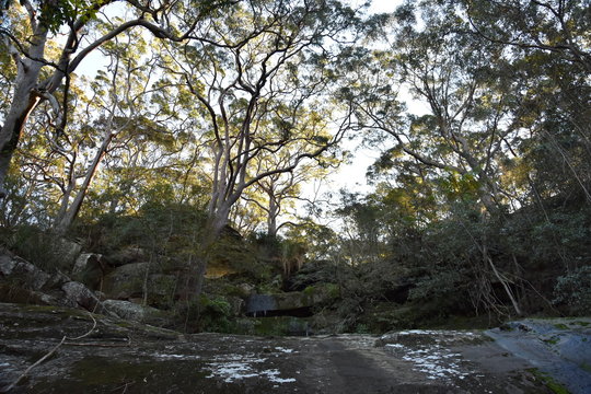 Scenery in native forest in Garigal National Park.