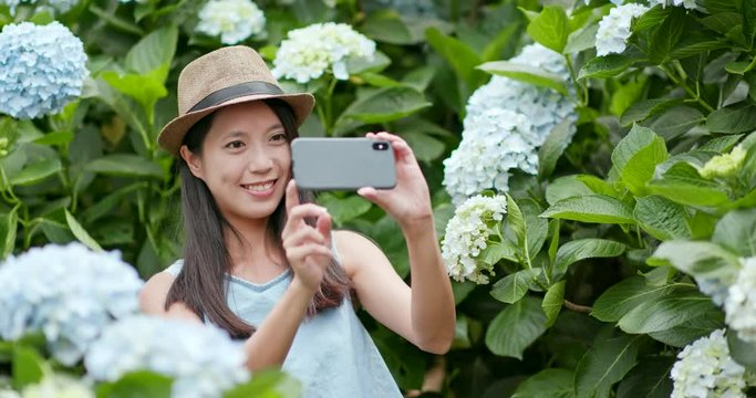 Young Woman taking photo on Hydrangea flower garden