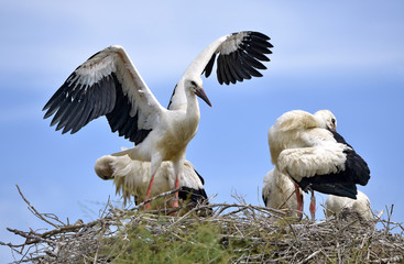 White storks (Ciconia ciconia) on their nest on blue sky background, in the Camargue in France