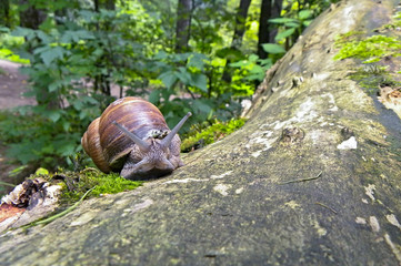 Улитка ползущая по дереву в лесопарке.