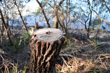 Dead Tree stump in the bush. Old dead tree stump after a tree was cut down in the park.