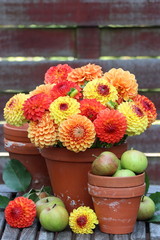 Dekoration mit Dahlienstrauß in Gelb und Orange. Äpfeln und Tontöpfen