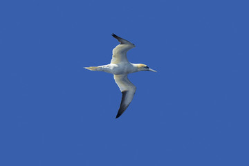Fototapeta na wymiar A gannet is flying in front of a blue sky