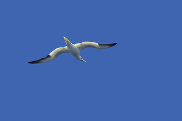 A gannet is flying in front of a blue sky
