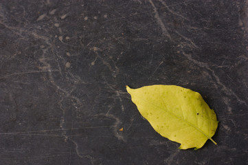 A dry leaf on the ground