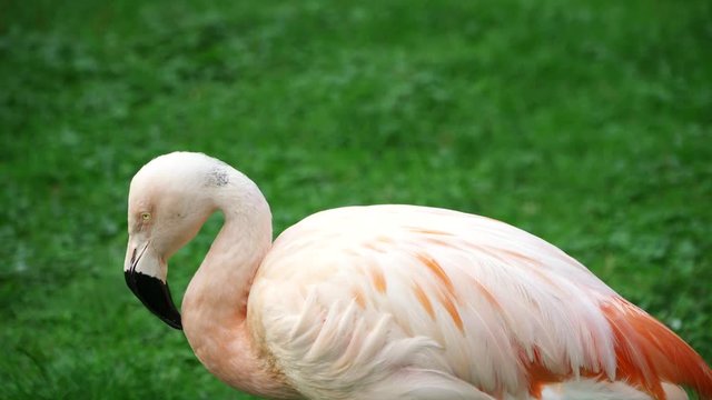 Flamingo Twisting It's Head In Multiple Directions (medium Shot).