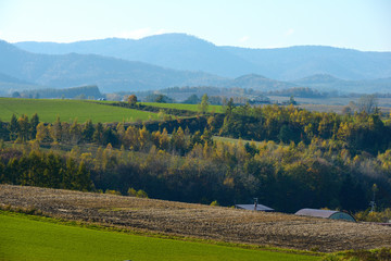 秋の美瑛の丘