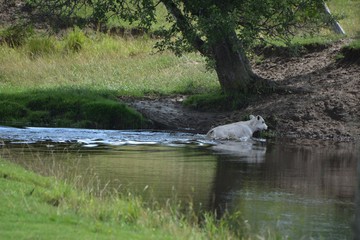 Calf crossing River