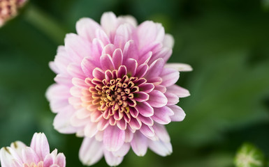 Chrysanthemenblüte