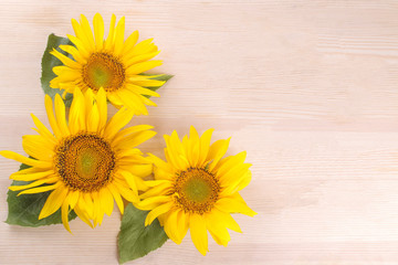 Several beautiful yellow sunflowers with a leaf on a natural wooden background