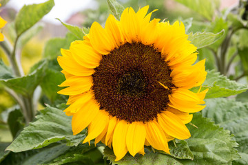 Obraz premium A sunflower (helianthus) close up view, with green leaves surrounding the floral head