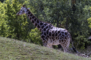 protected animals kept in a safari park