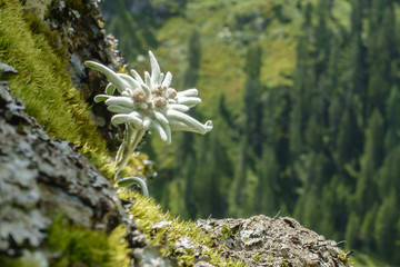Edelweiss geschützte Blume der Alpen
