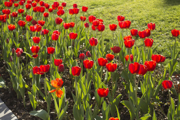 Tulipe Red Field