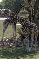 protected animals kept in a safari park
