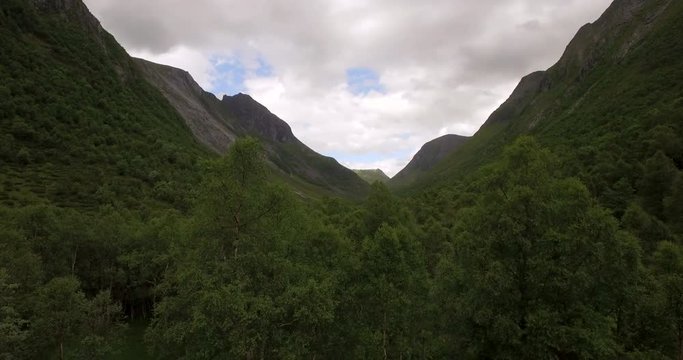 4K Drone footage in jungel forest in Norwegian valley in Sunnmore Orsta Skorgedalen. Drone standing still while wind blows threes around.