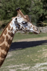 protected animals kept in a safari park