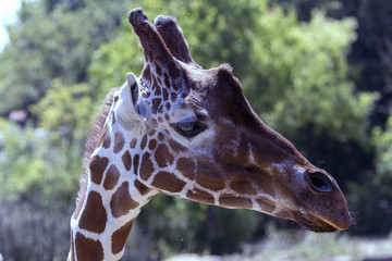 protected animals kept in a safari park