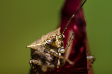 The beautiful shapes and colors of the macro world