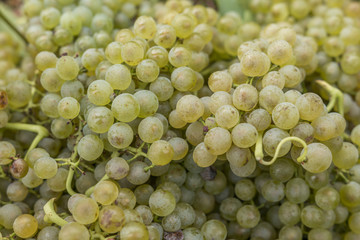 Freshly harvested white vine grapes bunches
