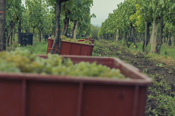 Boxes with vine grapes on vineyard during autumn harvest