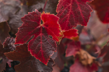 Red leafs of vine create poetic atmosphere on vineyard