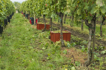 Harvest on vineyard