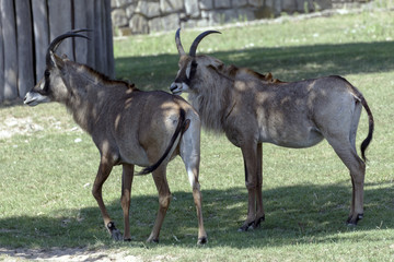 beautiful wild animals in safari