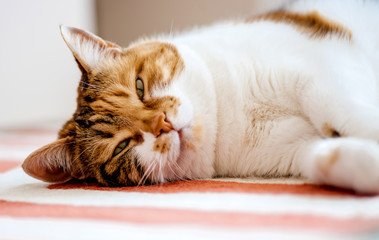 Beautiful home cat laying on the carpet in living room - coquette chinese-like smile looking at the...