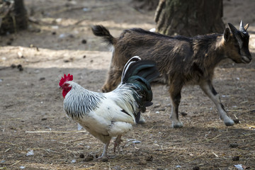 Rooster and goat in the farm