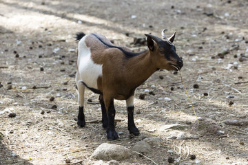 A brown goat with hens in a  country scene