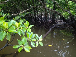 O西表島のマングローブ