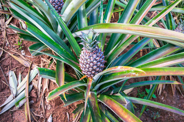 The great Organic Pineapple for industrial farm concept 