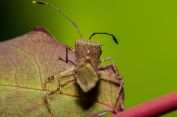 The beautiful shapes and colors of the macro world