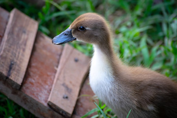 The croclose-up of little duck from a group in organic farm codile in the  farm zoo