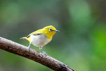 Oriental white-eye bird is a small bird with olive and yellow color on its head, back, wing and tail. Only its chest and belly are white.