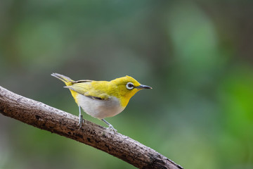 Oriental white-eye bird is a small bird with olive and yellow color on its head, back, wing and tail. Only its chest and belly are white.