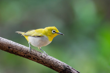 Oriental white-eye bird is a small bird with olive and yellow color on its head, back, wing and tail. Only its chest and belly are white.