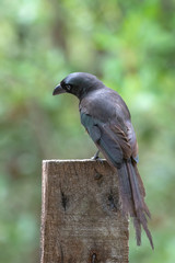 A rocket-tailed treepie is an asian treepie that has a velvety-black forehead of short, plush black feathers with the rest of the bird being an oily green color, though appearing black in dim light.