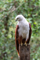 The red-backed sea eagle or brahminy kite is a medium sized bird of prey with red wings and white head and chest