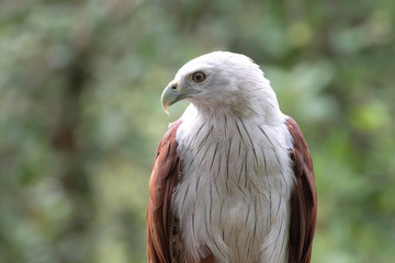 The red-backed sea eagle or brahminy kite is a medium sized bird of prey with red wings and white head and chest