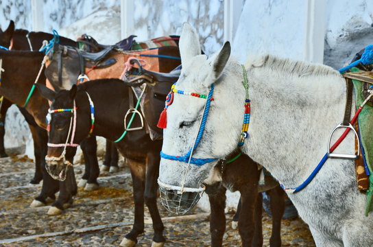 donkeys waiting for Transport and Tourist Transport in Thira lsland.