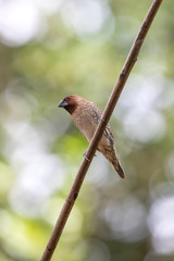 Scaly breasted munia is a small bird native to Thailand. It has contrasted face and upper parts, concolorous rump and bold scaling on breast and flanks.