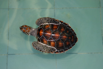 The sea turtle swims in the treatment pool for conservation and protect them in a good environment condition 