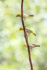 Oriental white-eye bird is a small bird with olive and yellow color on its head, back, wing and tail. Only its chest and belly are white.