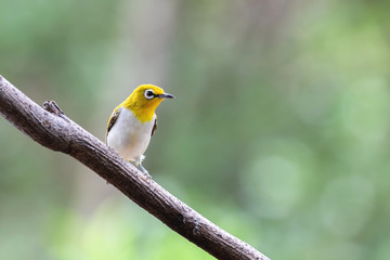 Oriental white-eye bird is a small bird with olive and yellow color on its head, back, wing and tail. Only its chest and belly are white.